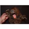Image 2 : ZOMBEAVERS ANIMATRONICE HERO TRANSFORMATION PUPPET SCREEN MATCHED!