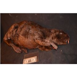 ZOMBEAVERS HERO ZOMBIFIED PUPPET SCREEN MATCHED IN DEATH SCENE!