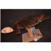 Image 1 : ZOMBEAVERS SCREEN USED HERO SWIMMING BEAVER ANIMATRONIC