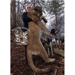 Colorado Mountain Lion Hunt with Needle Rock Outfitters