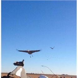 Sandhill Crane hunt with Final Descent in Texas