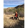 Image 1 : Bighorn Sheep license on the Chancellor Ranch
