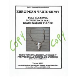 Elk -  Beetle Cleaned European Taxidermy