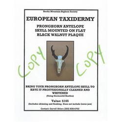 Pronghorn Antelope - Beetle Cleaned European Taxidermy