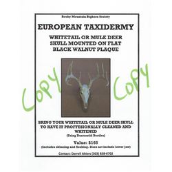 Whitetail or Mule Deer - Beetle Cleaned European Taxidermy