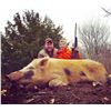 Image 2 : Hog Hunt #1 at Hog Wild, Oklahoma City