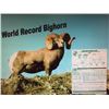 Image 1 : Print of World Record Bighorn