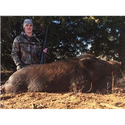 Hog Hunt #2 at Hog Wild, Oklahoma City