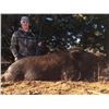 Image 1 : Hog Hunt #2 at Hog Wild, Oklahoma City