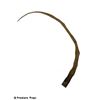 Image 1 : The Cave Claw Movie Props