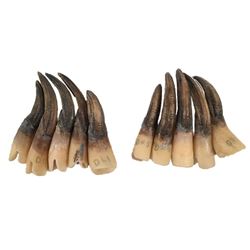 Underworld: Rise of the Lycans Lycan Nails Movie Props