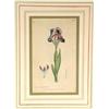 Image 1 : Two gilt framed, hand coloured, botanical …