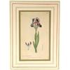 Image 1 : Two gilt framed, hand coloured, botanical …