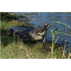 Alligator Hunt for 2 Hunters, Texas/Lousiana