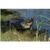 Image 1 : Alligator Hunt for 2 Hunters, Texas/Lousiana