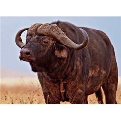 12-day Cape Buffalo South Africa, 1 Hunter& 1 Non Hunter