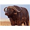 Image 1 : 12-day Cape Buffalo South Africa, 1 Hunter& 1 Non Hunter