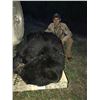 Image 2 : 6-day Alberta Spring Black Bear Hunt