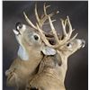 Image 2 : Credit from Award Winning Taxidermist