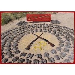 4-day High Volume Dove Hunt in Spain for 4 Hunters