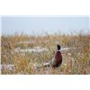 Image 3 : 1-day Alberta Pheasant Hunt for 4 Hunters during Festival