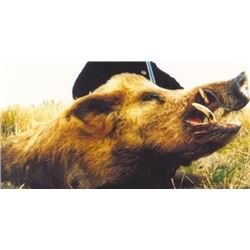 7-days, 2 Hunters, 3 Trophies in Argentina