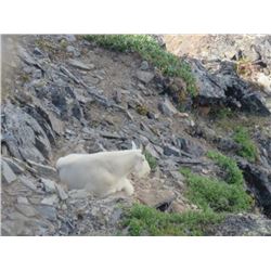 10-day, 1 hunter B.C. Goat Hunt