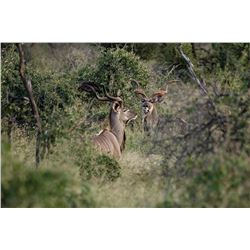 6-day, 1 hunter package which includes Kudu, Blesbok, Impala, Springbok, Steinbeck, baboon and jacka