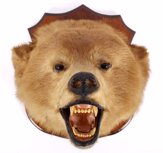 Montana Brown Bear Head Taxidermy Mount montana-brown-bear-head-taxidermy-mount