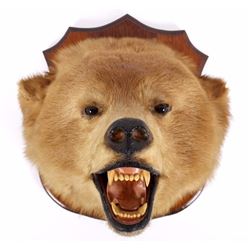 Montana Brown Bear Head Taxidermy Mount