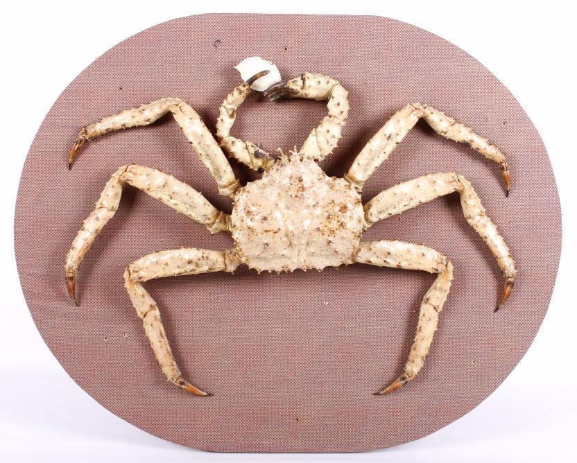 Taxidermy Alaskan King Crab Real Shell Wall Mount
