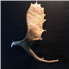 Image 1 : HAND CARVED 12 POINT MOOSE ANTLER, WITH CARVINGS OF A BEAR FAMILY FISHING ON A RIVER AND BALD