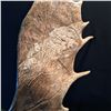 Image 2 : HAND CARVED 12 POINT MOOSE ANTLER, WITH CARVINGS OF A BEAR FAMILY FISHING ON A RIVER AND BALD