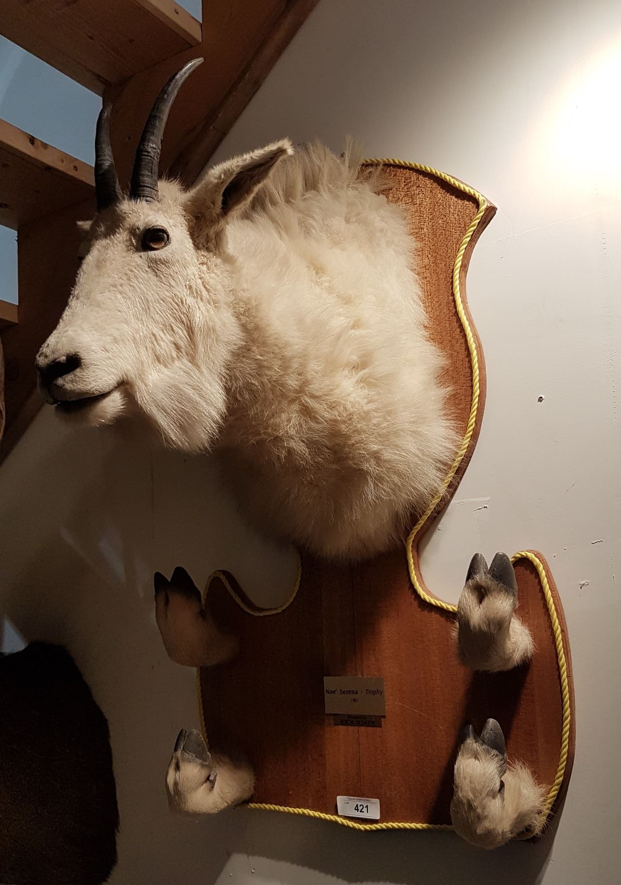 LARGE TAXIDERMY MOUNTAIN GOAT TROPHY W/PROVENANCE