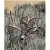 Image 16 : Discounted Guided Colorado Elk Hunt in the Elk Capitol of the World, Craig Colorado 2018 or 2019