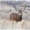 Image 17 : Discounted Guided Colorado Elk Hunt in the Elk Capitol of the World, Craig Colorado 2018 or 2019