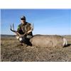 Image 18 : Discounted Guided Colorado Elk Hunt in the Elk Capitol of the World, Craig Colorado 2018 or 2019