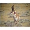 Image 19 : Discounted Guided Colorado Elk Hunt in the Elk Capitol of the World, Craig Colorado 2018 or 2019
