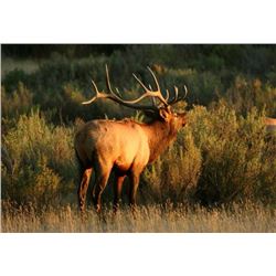 Discounted Guided Colorado Elk Hunt in the Elk Capitol of the World, Craig Colorado 2018 or 2019