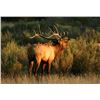 1  Discounted Guided Colorado Elk Hunt in the Elk Capitol of the World, Craig Colorado 2018 or 2019