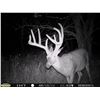 Image 11 : Guaranteed Iowa or Missouri Semi-Guided on Private farms Whitetail Hunt Free Ranging Whitetails