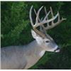 Image 12 : Guaranteed Iowa or Missouri Semi-Guided on Private farms Whitetail Hunt Free Ranging Whitetails