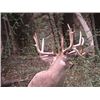 Image 13 : Guaranteed Iowa or Missouri Semi-Guided on Private farms Whitetail Hunt Free Ranging Whitetails