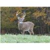 Image 14 : Guaranteed Iowa or Missouri Semi-Guided on Private farms Whitetail Hunt Free Ranging Whitetails