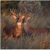 Image 16 : Guaranteed Iowa or Missouri Semi-Guided on Private farms Whitetail Hunt Free Ranging Whitetails