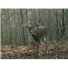 Image 19 : Guaranteed Iowa or Missouri Semi-Guided on Private farms Whitetail Hunt Free Ranging Whitetails
