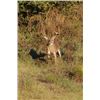 Image 20 : Guaranteed Iowa or Missouri Semi-Guided on Private farms Whitetail Hunt Free Ranging Whitetails