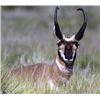Image 12 : Discounted Gillette Wy Fully Guided Antelope Hunt w/Meals and Lodging on 30,000 acres of Prime Priva