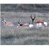 Image 13 : Discounted Gillette Wy Fully Guided Antelope Hunt w/Meals and Lodging on 30,000 acres of Prime Priva