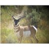 Image 2 : Discounted Gillette Wy Fully Guided Antelope Hunt w/Meals and Lodging on 30,000 acres of Prime Priva
